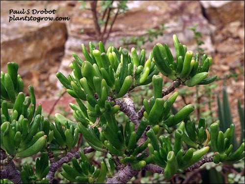 The tubular leaves of this Jade cultivar.
